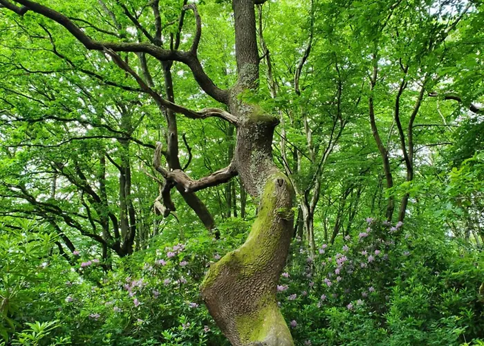 La Griotte 2 & Spa&piscine Couette-café